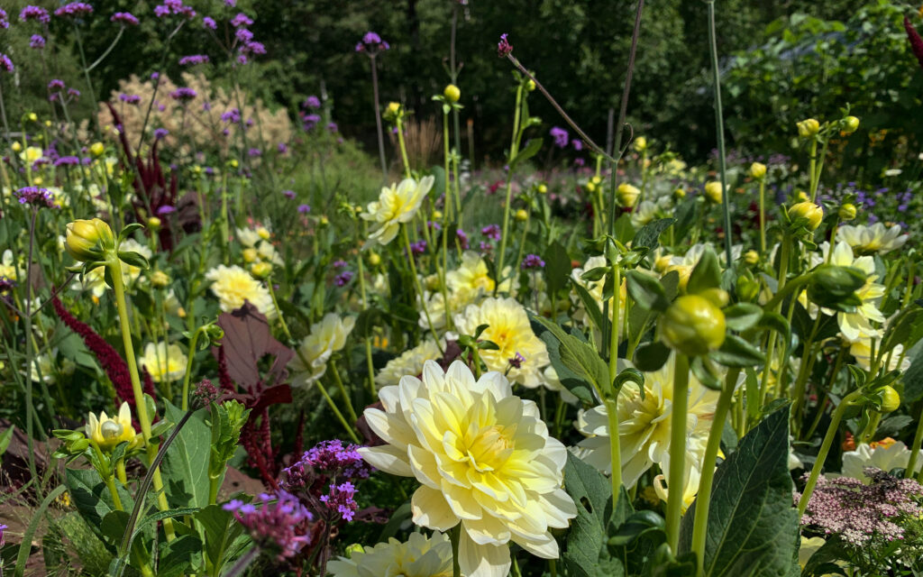 Odlingslanden vid Skillebyholmsgård med blommor i olika färg.